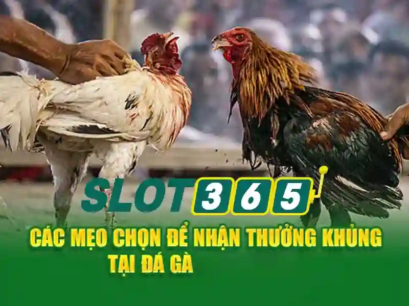 slot365 tái – Nguồn gốc và sứ mệnh